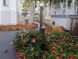 Kiadó iroda Városligeti fasoron  reprezentatív, igényes, parkosított , gyönyörű épület együttesben 50 - 160 nm -es  kiadó iroda.